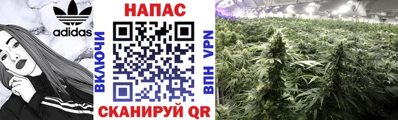 mega маркетплейс  Нестеровская  Каннабис планчик  где продают  